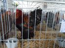 SAM_4929