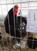 SAM_4938