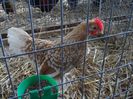 SAM_5158