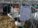 SAM_5174