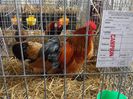 SAM_5177