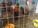 SAM_5183