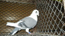DSC03634
