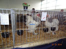 DSC06301