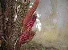 Salak-inflorescente