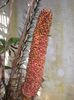 Salak-flori masculine