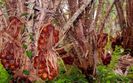 Salak-fructe