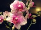 Phal Rare Vintage Private Reserve