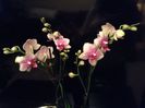 Phal Rare Vintage Private Reserve