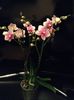 Phal Rare Vintage Private Reserve