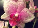 Phal Rare Vintage Private Reserve