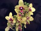 Phalaenopsis Tying Shing Ruby x Phal Taipei Gold