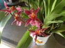 Oncidium Sharry Baby Yellow Flash