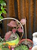 Episcia