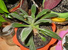 Chirita Erica