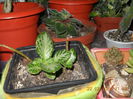 Episcia
