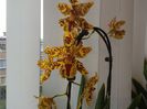 Odontocidium Hansueli Isler.