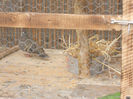 DSCN3680