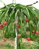 Pitaya sau  fructul dragonului