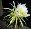 Pitaya