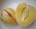 pepino-fruct