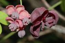 Akebi-flori masc. o floare feminina