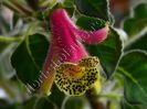 Kohleria 'Luci s Super Gril'