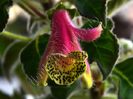 Kohleria Lucis Super Gril