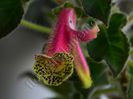 Kohleria Luci s Super Gril