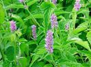 Agastache mexicana
