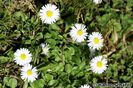 Bellis perennis