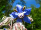 Borago- officinalis