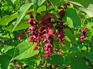 Leycesteria formosa