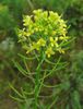 Brassica juncea