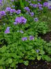 Cardamine raphanifolia