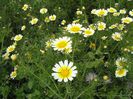 Chrysanthemum coronarium