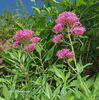 Centranthus ruber