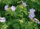 Geranium pratense