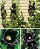Alcea rosea v. nigra