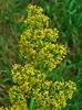 Galium verum