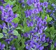 Baptisia australis