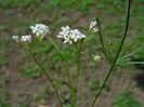 Asperula tinctoria