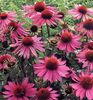 Echinacea purpurea