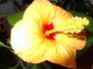 DSCF0237