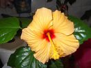 DSCF0241