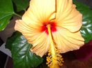 DSCF0242