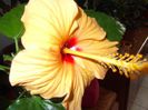 DSCF0243