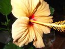 DSCF0251