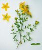 Hypericum perforatum
