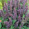 Agastache anisata